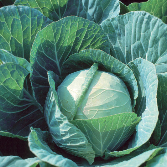 Cabbage - 3 pack